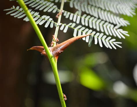 Symbiosis between ants and Acacia – Leaf Beetles