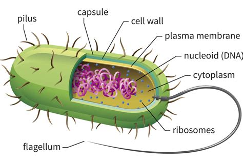 Prokaryotic Cells: Structure, Function, and Definition