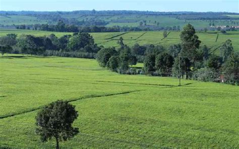 Kericho, the countryside of majestic wonders - The Standard