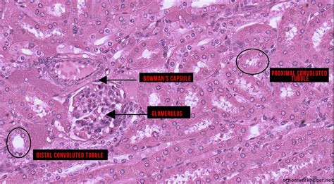 kidney-slide-labelled-histology | SchoolWorkHelper