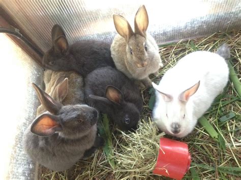 rabbit kits – Maine Homestead Magazine