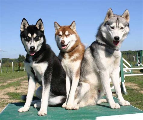 Female Siberian Husky Names: Perfect For Your Girl Dog | Razas de ...