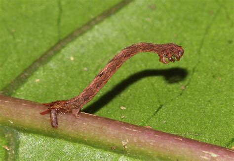 Hawaiian Carnivorous Caterpillar — Eupithecia | Hawaiian Forest