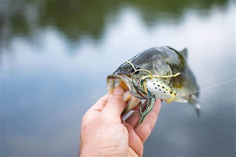 5 Best Bass Lures For Spring Pond Fishing - Rep The Wild