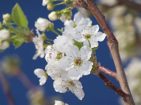 Tumbleweed Crossing: Bradford Pear Tree Blossoms