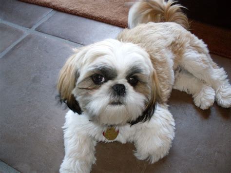 Shih Tzu Puppies - Pet Adoption and Sales