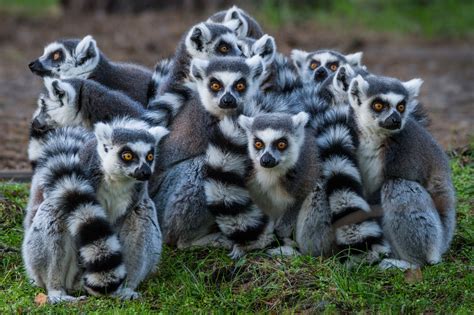 Ring Tailed Lemur | Lemur, Animals, Family gathering