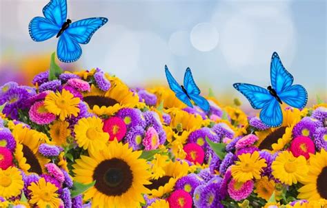 Wallpaper butterfly, sunflowers, spring, colorful, butterfly, beautiful ...