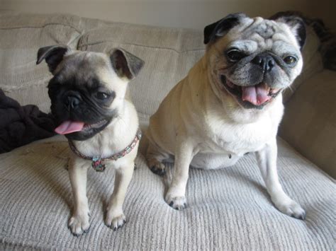 Pug Names Idea List - Frank Loves Beans