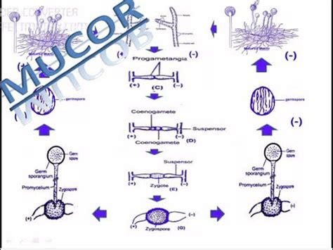 Life Cycle Of Mucor