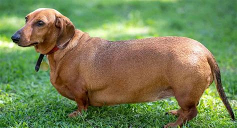 Dachshund Dog Breed Information, Images, Characteristics, Health