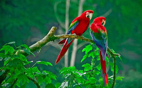 A Beautiful Couple Of Lorikeet Birds Wallpaper Hd : Wallpapers13.com