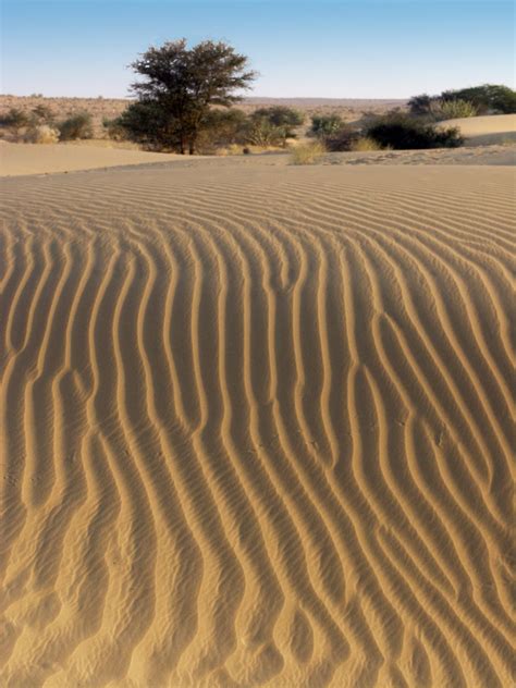 Ecologist finds flora, fauna and wildlife in India's Thar Desert