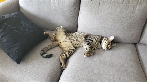 PsBattle: Cat sleeping on couch : r/photoshopbattles