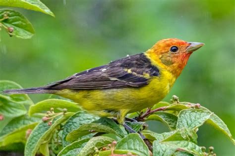 What Do Tanagers Sound Like? Scarlet Tanager Song & Summer Tanager Song