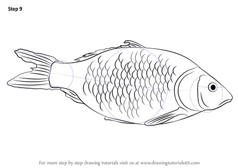 Learn How to Draw a Fish (Fishes) Step by Step : Drawing Tutorials