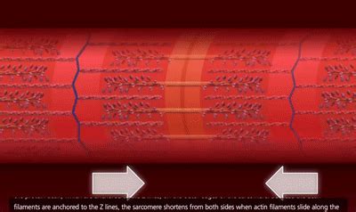 Muscle Contraction Process: Molecular Mechanism [3D Animation] on Make ...