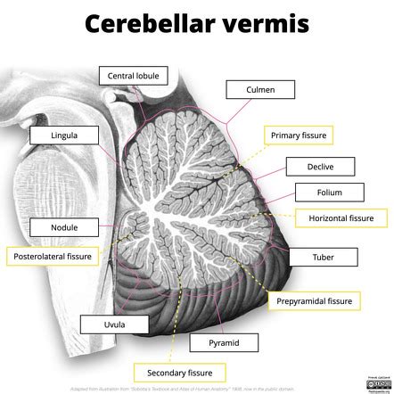 Lingula Cerebellum