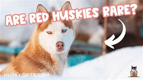 Are Red Huskies Rare? (Red Husky Rarity + Photos)