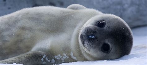 Antarctica Seals: Pictures, Facts and Information