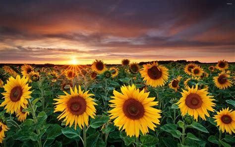 Field Of Sunflowers Wallpapers - Wallpaper Cave