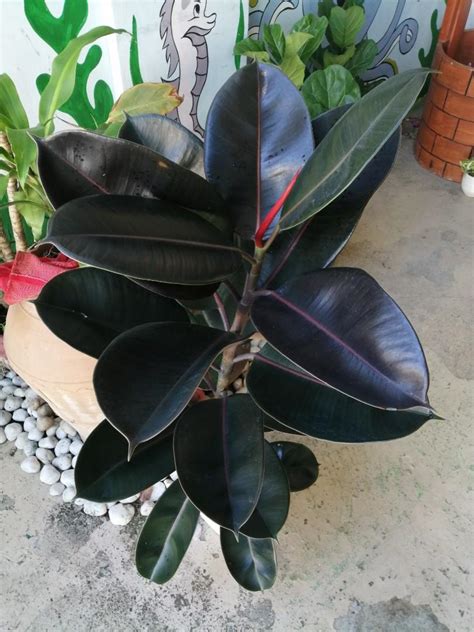 Black Prince Rubber Tree (Burgundy Ficus Elastica), Furniture & Home ...