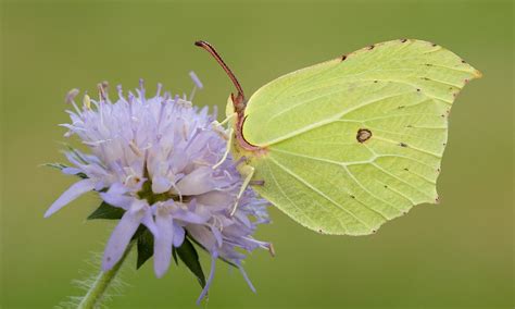 Brimstone | Butterfly Conservation