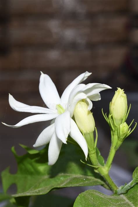 A Beautiful Mogara, Arabian Jasmine Flower Stock Photo - Image of ...