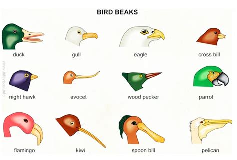 Birds Beaks Adaptations