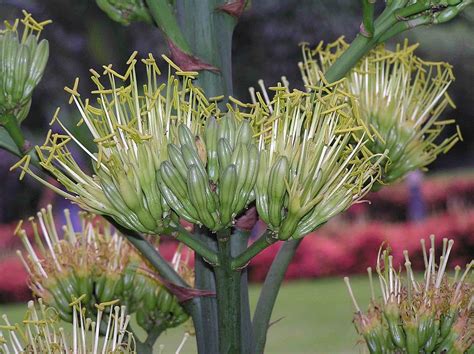 Agave sisalana: characteristics, uses and basic care - Global Gardening ...