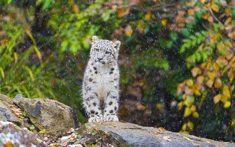 Picture Big cats Snow leopards Cubs Animals 1920x1200