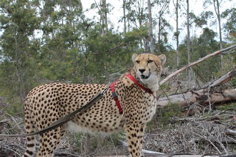 Travers's Travelings: Cheetah Walk and World's Tallest Bungee Jump