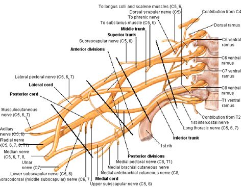 Brachial Plexus - Physiopedia