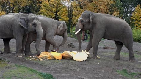 Giant Elephants Eat Giant Pumpkins at Squishing of the Squash 2019 ...