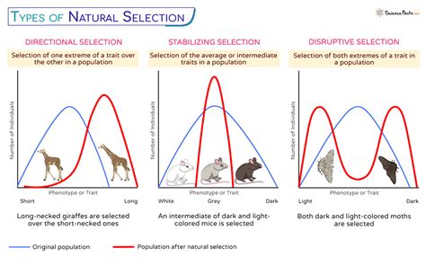 Natural Selection - Definition, Principles, Process, Types, & Examples