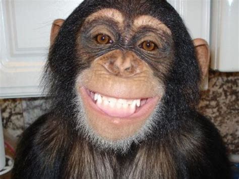 Chimp smile | Smiling animals, Laughing animals, Monkeys funny