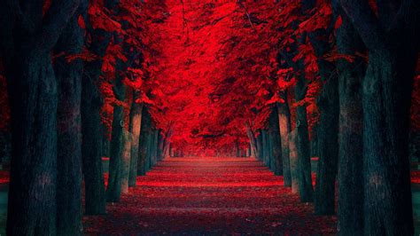 Red Fall Trees Wallpaper