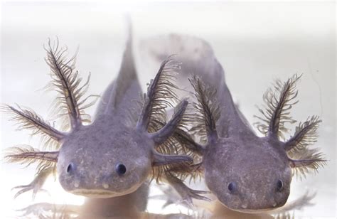 Axolotl Color Guide: How To Pick The Right Axolotl Colors, 47% OFF