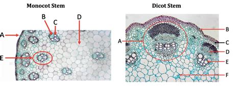 Monocot Vs Dicot Stem Cross Section