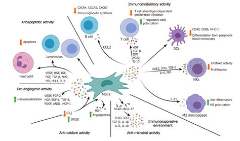 Human Mesenchymal Stem Cells