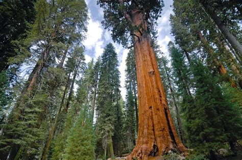 Giant sequoia | Description, Size, Endangered, & Facts | Britannica