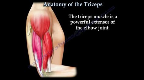 Anatomy Of The Triceps - Everything You Need To Know - Dr. Nabil ...