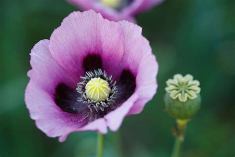 How Did Opium Poppies Get Their Painkilling Properties? | Live Science