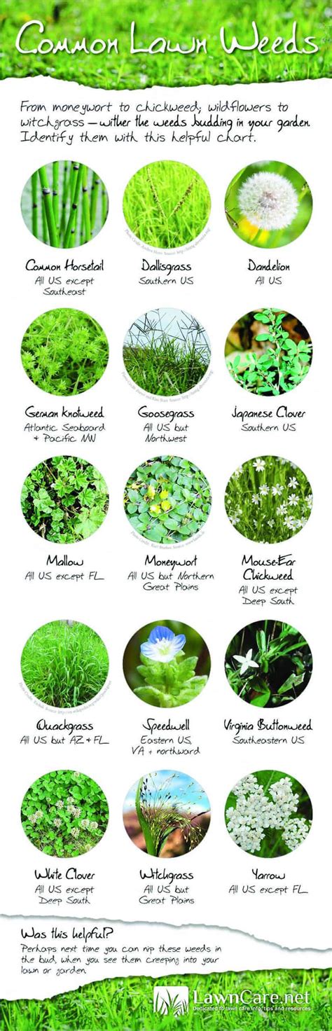 Invasive Lawn Weeds Identification