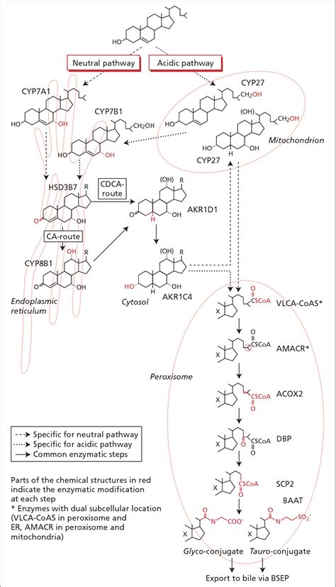 Figure 1 from Metabolism of bile acids | Semantic Scholar