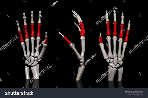 Angle Image Human Proximal Phalanx 3d Stock Illustration 2252636187 ...