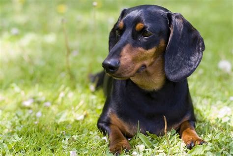 About The Breed: Dachshund - Dog Training, Police K9, Dog Trainer School