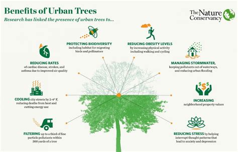 The benefits of urban trees | CNU | Urban tree, Nature conservation ...