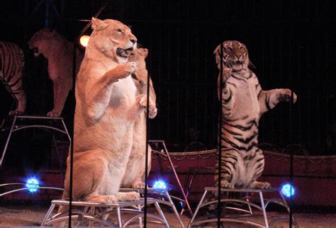 Wild animals in circuses in france - Born Free