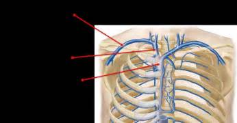 Anatomy Of Subclavian Vein | MedicineBTG.com